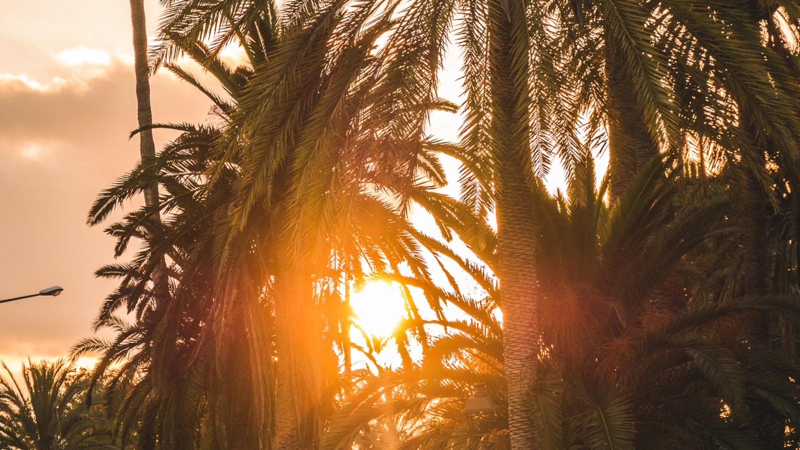 Beautiful gardens in Palma de Mallorca, perfect for exploring and relaxing in the Mediterranean sunshine